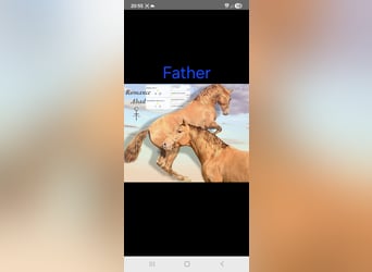 PRE, Yegua, 2 años, 165 cm, Perlino