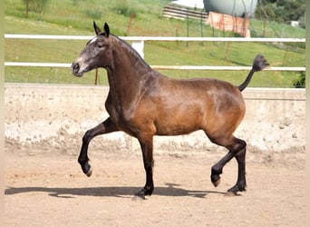PRE Mestizo, Yegua, 2 años, 165 cm, Tordo