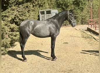 PRE Mestizo, Yegua, 2 años, 165 cm, Tordo