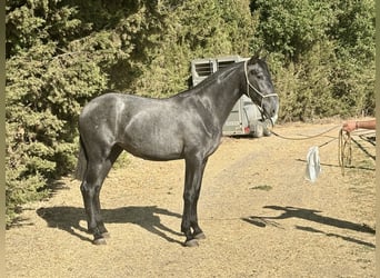 PRE Mestizo, Yegua, 2 años, 165 cm, Tordo