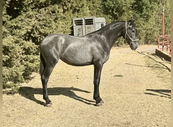 PRE Mestizo, Yegua, 2 años, 165 cm, Tordo