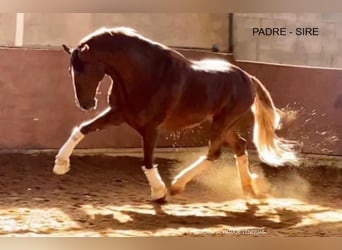 PRE Mestizo, Yegua, 2 años, 166 cm, Castaño claro
