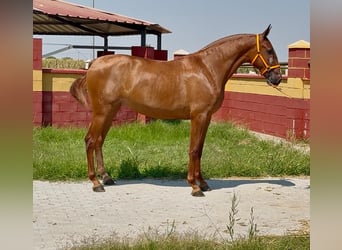 PRE, Yegua, 2 años, 168 cm, Alazán