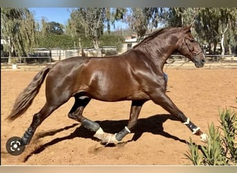 PRE, Yegua, 2 años, 168 cm, Castaño claro