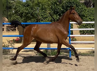 PRE, Yegua, 2 años, 168 cm, Castaño claro