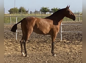 PRE, Yegua, 2 años, 168 cm, Castaño claro