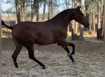 PRE, Yegua, 2 años, 168 cm, Castaño claro