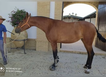 PRE, Yegua, 2 años, 168 cm, Castaño claro