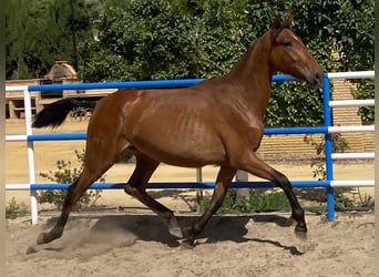 PRE, Yegua, 2 años, 168 cm, Castaño claro