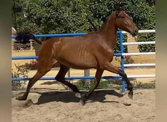 PRE, Yegua, 2 años, 168 cm, Castaño claro