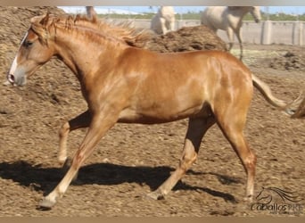 PRE, Yegua, 2 años, Alazán