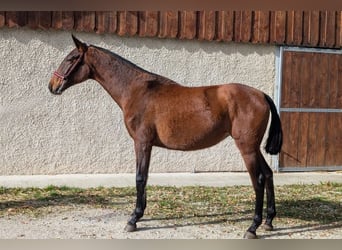 PRE Mestizo, Yegua, 2 años