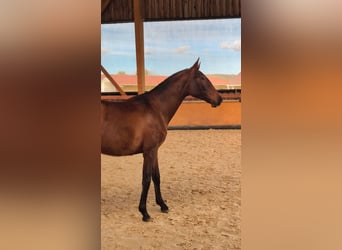 PRE Mestizo, Yegua, 2 años