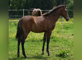 PRE Mestizo, Yegua, 2 años