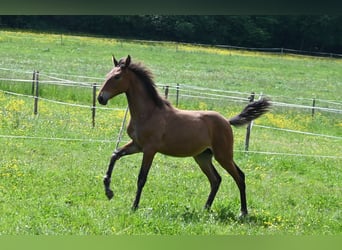 PRE Mestizo, Yegua, 2 años