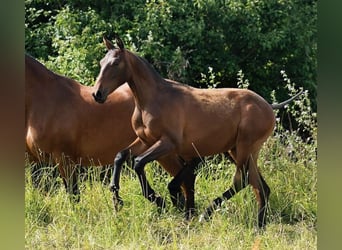 PRE, Yegua, 2 años, Castaño