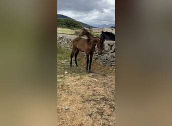 PRE Mestizo, Yegua, 2 años, Castaño