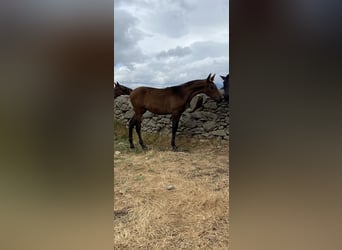 PRE Mestizo, Yegua, 2 años, Castaño