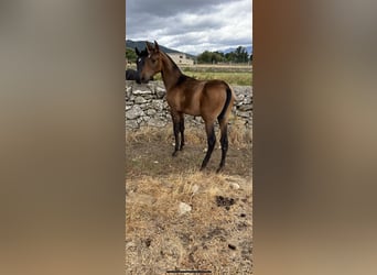 PRE Mestizo, Yegua, 2 años, Castaño