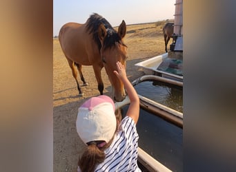 PRE, Yegua, 2 años, Castaño claro