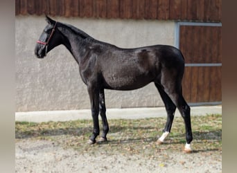 PRE, Yegua, 2 años, Negro