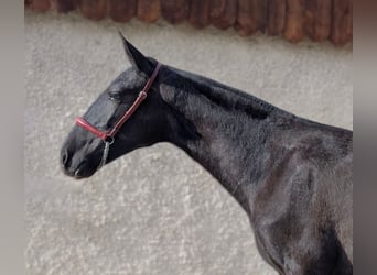 PRE, Yegua, 2 años, Negro