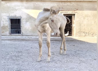 PRE, Yegua, 2 años, Perlino