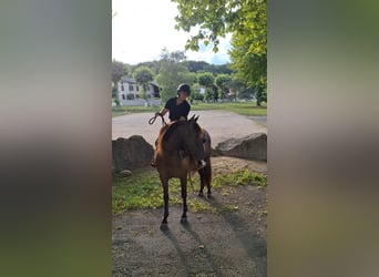 PRE Mestizo, Yegua, 3 años, 148 cm, Negro