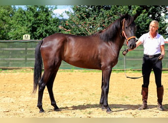 PRE, Yegua, 3 años, 150 cm, Negro