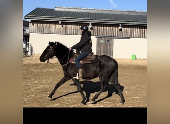 PRE Mestizo, Yegua, 3 años, 150 cm, Negro