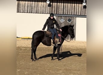 PRE Mestizo, Yegua, 3 años, 150 cm, Negro