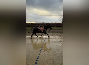 PRE Mestizo, Yegua, 3 años, 150 cm, Negro