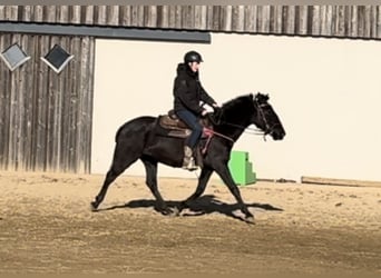 PRE Mestizo, Yegua, 3 años, 150 cm, Negro