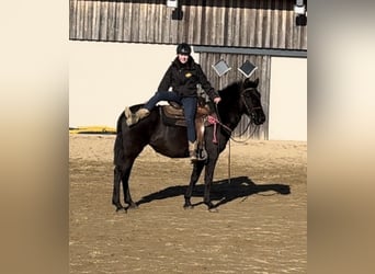 PRE Mestizo, Yegua, 3 años, 150 cm, Negro