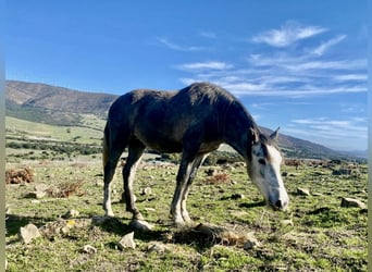 PRE Mestizo, Yegua, 3 años, 150 cm, Tordo