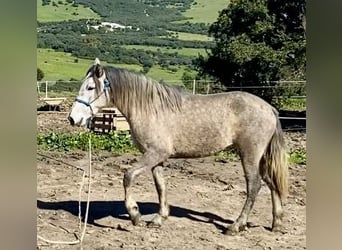 PRE, Yegua, 3 años, 150 cm, Tordo