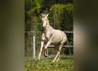 PRE, Yegua, 3 años, 152 cm