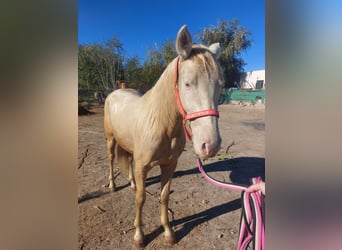 PRE Mestizo, Yegua, 3 años, 152 cm, Champán