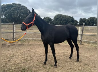 PRE, Yegua, 3 años, 152 cm, Negro