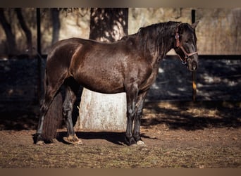 PRE Mestizo, Yegua, 3 años, 152 cm, Negro