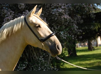 PRE Mestizo, Yegua, 3 años, 152 cm, Palomino