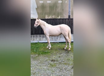 PRE Mestizo, Yegua, 3 años, 152 cm, Palomino