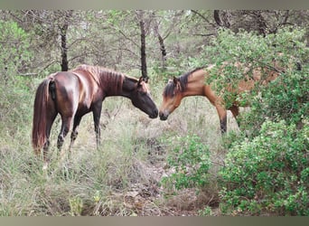 PRE, Yegua, 3 años, 153 cm, Buckskin/Bayo