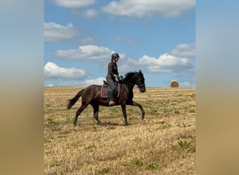 PRE Mestizo, Yegua, 3 años, 153 cm, Negro