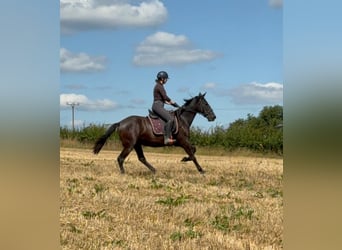 PRE Mestizo, Yegua, 3 años, 153 cm, Negro
