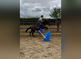 PRE Mestizo, Yegua, 3 años, 153 cm, Negro