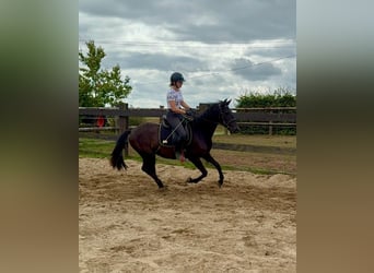 PRE Mestizo, Yegua, 3 años, 153 cm, Negro