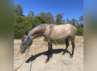 PRE Mestizo, Yegua, 3 años, 153 cm, Tordo