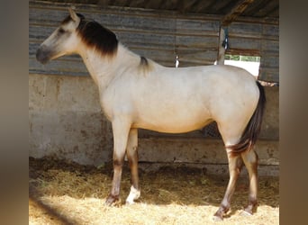 PRE, Yegua, 3 años, 154 cm, Bayo