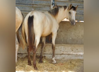PRE, Yegua, 3 años, 154 cm, Bayo
